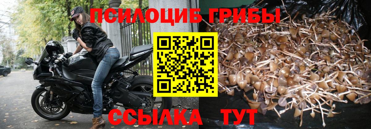 Выкса  Галлюциногенные грибы Psilocybine cubensis  Вход с VPN 